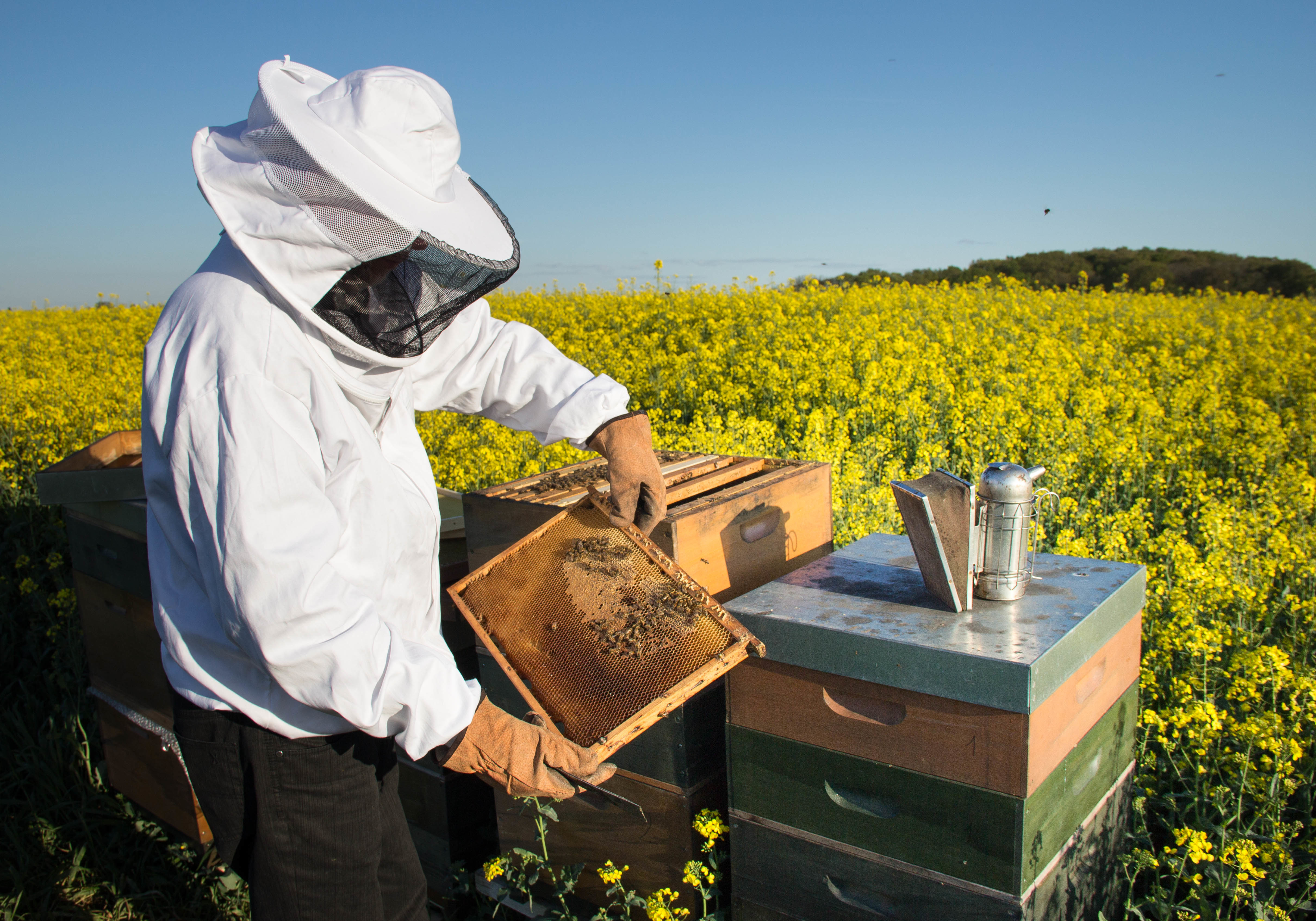 Imker für die Bestäubung der Natur mit Bienen