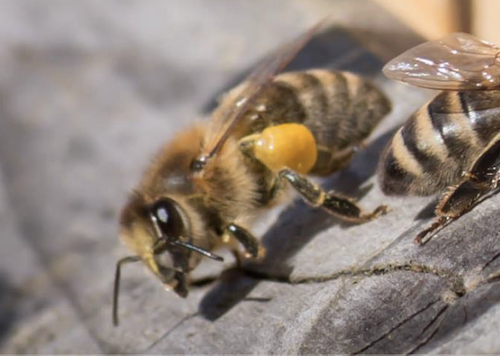 Wie lange leben Bienen